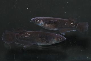 <img class='new_mark_img1' src='https://img.shop-pro.jp/img/new/icons1.gif' style='border:none;display:inline;margin:0px;padding:0px;width:auto;' />ߥåɥʥȥե뼿ҥĹ ڸʪۡ1ɤ᥹1ɤLDN2112