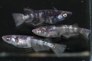 <img class='new_mark_img1' src='https://img.shop-pro.jp/img/new/icons1.gif' style='border:none;display:inline;margin:0px;padding:0px;width:auto;' /> ڸʪۡ1ɤ᥹2ɤMLDN2113