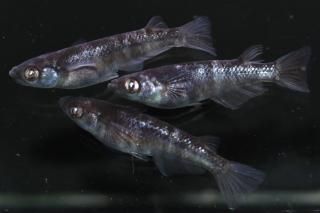 <img class='new_mark_img1' src='https://img.shop-pro.jp/img/new/icons1.gif' style='border:none;display:inline;margin:0px;padding:0px;width:auto;' /> ڸʪۡ1ɤ᥹2ɤMLDN2114