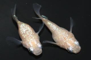 <img class='new_mark_img1' src='https://img.shop-pro.jp/img/new/icons1.gif' style='border:none;display:inline;margin:0px;padding:0px;width:auto;' />ޡʥBη ڸʪۡ1ɤ᥹1ɤMLDN2115