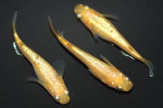 <img class='new_mark_img1' src='https://img.shop-pro.jp/img/new/icons1.gif' style='border:none;display:inline;margin:0px;padding:0px;width:auto;' />ڲNEO ڸʪۡ1ɤ᥹2ɤMLDN2116