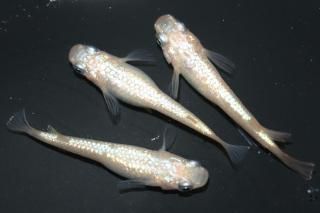 <img class='new_mark_img1' src='https://img.shop-pro.jp/img/new/icons1.gif' style='border:none;display:inline;margin:0px;padding:0px;width:auto;' />NEO ڸʪۡ1ɤ᥹2ɤMLDN2118