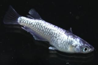 <img class='new_mark_img1' src='https://img.shop-pro.jp/img/new/icons1.gif' style='border:none;display:inline;margin:0px;padding:0px;width:auto;' />ζ ڸʪۡ1ɤ᥹1ɤMDN2120