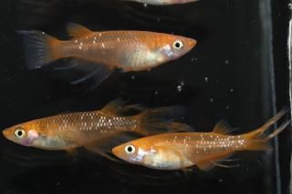 ¹򥹥߹驥F1 ڸʪۡ2ɤ᥹2ɤMLDN2201