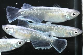 뵴η ڸʪۡ2ɤ᥹3ɤMLDN2202