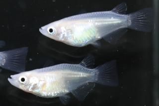 ԥ奢ۥ磻Ⱦ ڸʪۡ2ɤ᥹2ɤMLDN2203