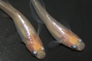  ڸʪۡ1ɤ᥹2ɤMLDN2204