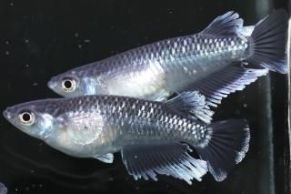 ߥåɥʥȥեγĥեޡF2 ڸʪۡ2ɤ᥹2ɤMLDN2205