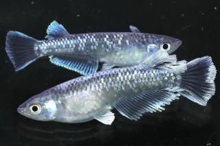 뵴 ڸʪۡ1ɤ᥹1ɤMLDN2206