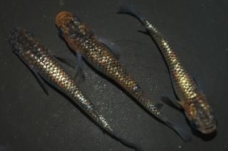 ꥷߥΥF1 ڸʪۡ2ɤ᥹2ɤMLDN2207