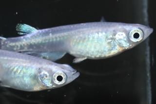 ӥåǷ ڸʪۡ2ɤ᥹2ɤMDN2208