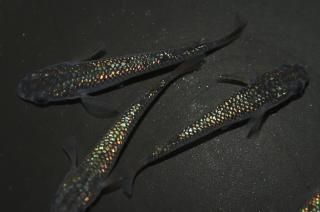 ¹ᴴǷե ڸʪۡ2ɤ᥹2ɤMLDN2209