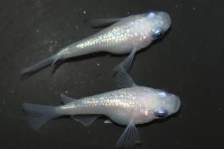 ۥ磻ȥͥץ塼 ڸʪۡ1ɤ᥹1ɤMLDN2210