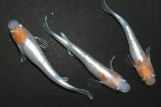 ޥƥ饹 ڸʪۡ1ɤ᥹2ɤMLDN2211