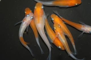 Įʷ ڸʪۡ4ɤ᥹4ɤMLDN2212