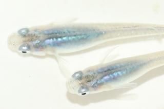  ڸʪۡ2ɤ᥹2ɤMLDN2213