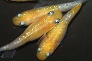 ʥ硼ȡȾޡ ڸʪۡ3ɤ᥹3ɤMLDN2214