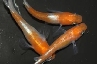 γ ڸʪۡ2ɤ᥹2ɤMLDN2215