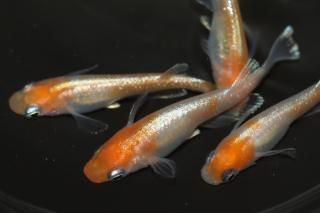 γ ڸʪۡ2ɤ᥹3ɤMLDN2216