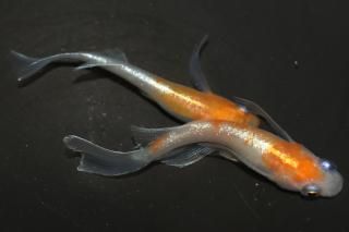 γꥢ󥰥ե ڸʪۡ1ɤ᥹1ɤMLDN2217