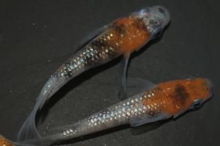  ڸʪۡ2ɤ᥹2ɤMLDN2218