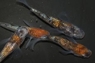  ڸʪۡ2ɤ᥹2ɤMLDN2219