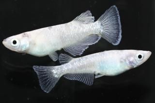 ۥ磻ȥ ڸʪۡ1ɤ᥹1ɤLDN2220