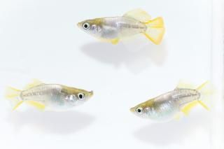 ҥȾ ڸʪۡ1ɤ᥹2ɤMLDN2301