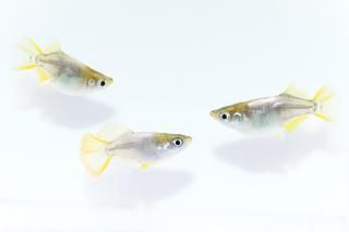 ҥȾ ڸʪۡ1ɤ᥹2ɤMLDN2302