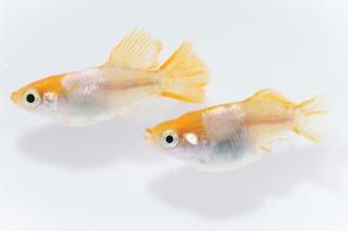 Ⱦ ڸʪۡ1ɤ᥹1ɤLDN2304