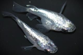 ͥץ塼 ڸʪۡ1ɤ᥹1ɤLDN2305