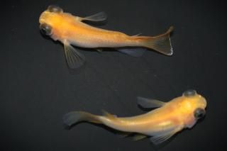 ̵ޥѥȾ ڸʪۡ1ɤ᥹1ɤLDN2306