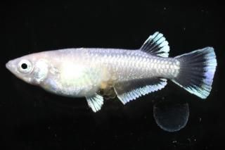 ե ڸʪۡ1ɤ᥹1ɤMLDN2307