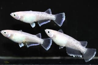 ե ڸʪۡ1ɤ᥹2ɤLDN2308