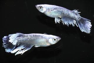 뵴(S졼) ڸʪۡ1ɤ᥹1ɤLLDN2309