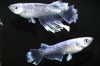 뵴(S졼) ڸʪۡ1ɤ᥹1ɤLLDN2310