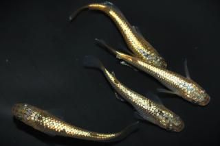  ڸʪۡ2ɤ᥹2ɤMDN2311