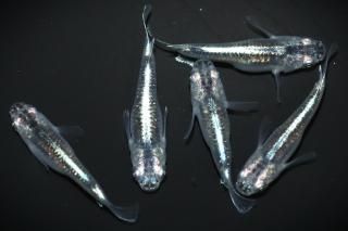 參(硼) ڸʪۡ2ɤ᥹3ɤMDN2312