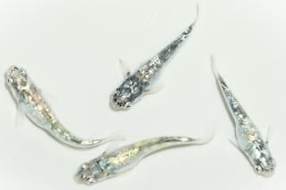 å ڸʪۡ1ɤ᥹3ɤMDN2313