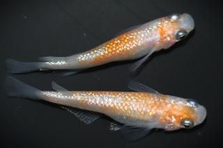  ڸʪۡ1ɤ᥹1ɤMLDN2314