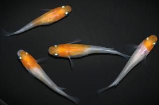 Į ڸʪۡ2ɤ᥹2ɤMDN2315