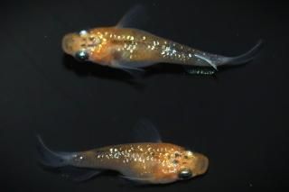 Ⱦ ڸʪۡ1ɤ᥹1ɤMDN2316