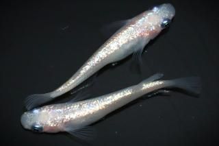 ԥ󥯥եNEO ڸʪۡ1ɤ᥹1ɤMLDN2317