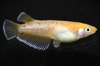 󥻥åȥ ڸʪۡ1ɤMLDN2318