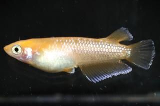 󥻥åȥ ڸʪۡ1ɤMLDN2319