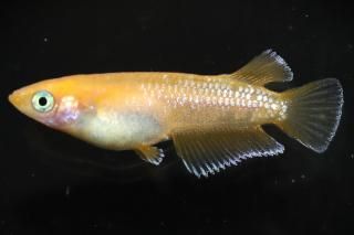 󥻥åȥ ڸʪۡ1ɤMLDN2320