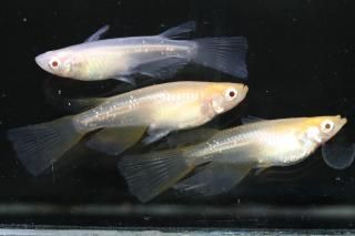 ӥΥꥢ󥰥ե ڸʪۡ1ɤ᥹2ɤLDN2420