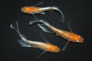 <img class='new_mark_img1' src='https://img.shop-pro.jp/img/new/icons1.gif' style='border:none;display:inline;margin:0px;padding:0px;width:auto;' />γꥢ󥰥ե ڸʪۡ1ɤ᥹2ɤMLDN2419