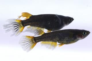 է ڸʪۡ1ɤ᥹1ɤLDN2418