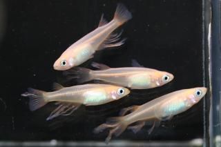 աʥԥ󥯥 ڸʪۡ1ɤ᥹3ɤMLDN2417